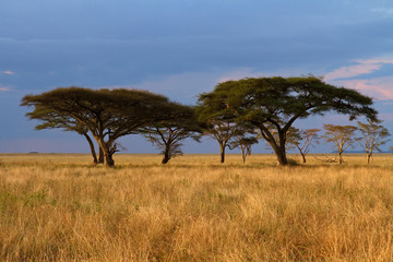 Naklejka premium Acacia tree group at Sunset