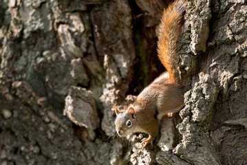 Red Sqyuirrels