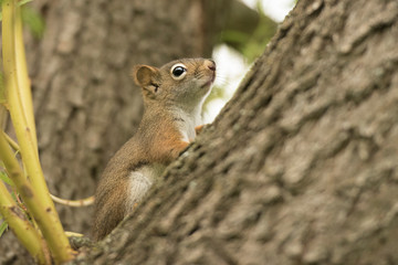 Red Sqyuirrels