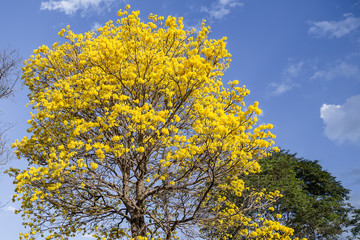 Ipê amarelo colorindo a vegetação seca