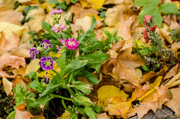 Purple small flowers on the background of yellow autumn leaves.