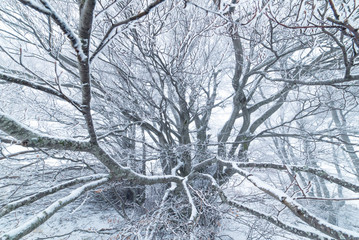 Catturato dal faggio
