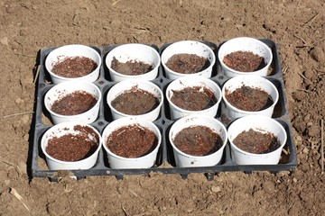 Planting seeds of pea / Kitchen garden