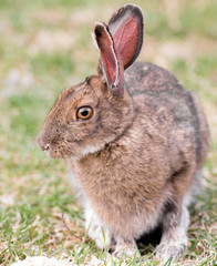 Varying Hare