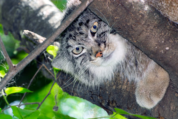 The Manul Face 