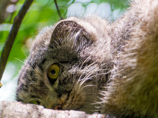 The Manul Face 