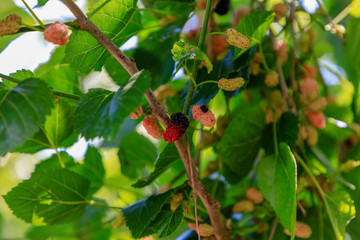red berries on a branch
