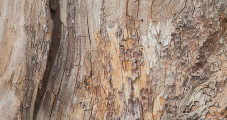 Tree bark texture. Nature wood background