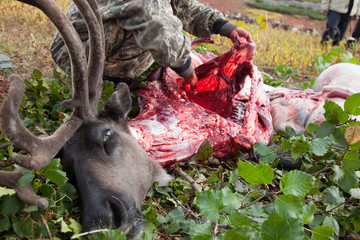 Unknown reindeer  herder  evenk cuts deer carcass. Deer head close up. 