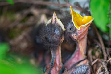 Obraz premium Song Birds and Chicks