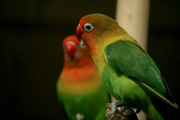 Fototapeta na wymiar Colorful parrots on dark background