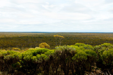 Fototapeta na wymiar Great Western Woodlands - Australia