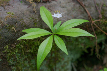 Star Flower