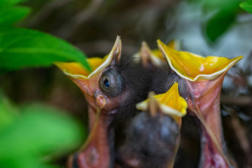 Obraz premium Song Birds and Chicks