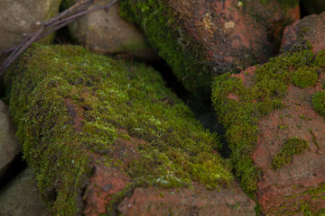 Green moss background beautiful in nature.Closeup of moss on brick wall