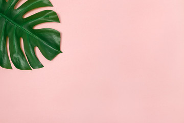 Monstera palm leaf on pale pink background