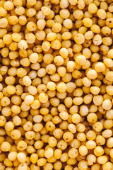 Detailed yellow texture of placer of pure grain of millet close up. Vivid background of animal feed.