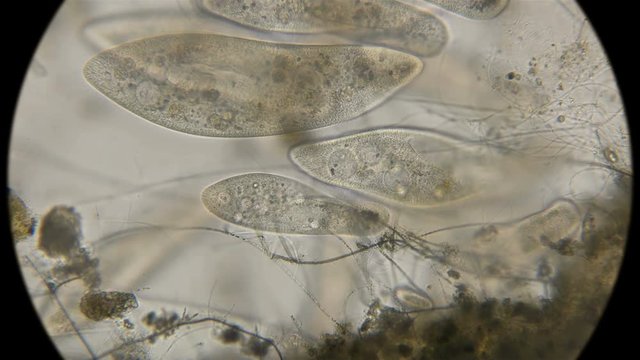 colony Infusorium Param&eacute;cium caud&aacute;tum in motion, under a microscope
