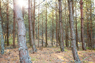 Obraz premium the sun's rays in a wild pine forest