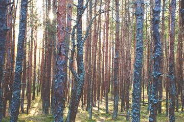 Fototapeta premium trunks of pines in a dense forest, background, toned