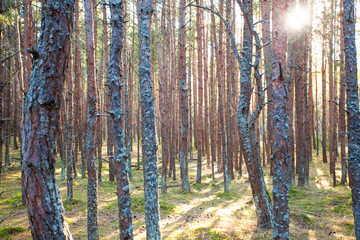 trunks of pines in a dense forest, background