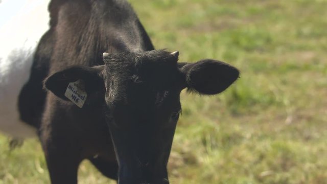 Holstein Calf Walking in a Field out of Frame