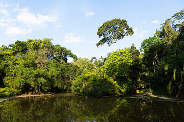 Lake in the Amazon rainforest
