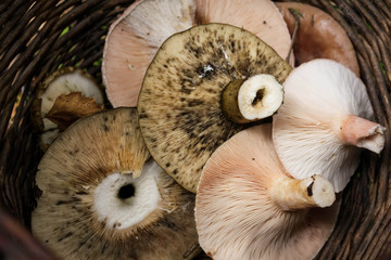 Edible mushrooms of the genus Lactarius in a basket