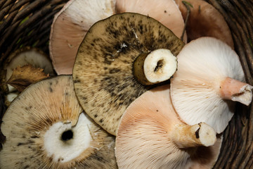 Edible mushrooms of the genus Lactarius in a basket