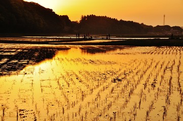 Rice field in the sunset, Hitachinaka, Ibaraki, Japan 