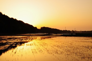 Rice field in the sunset, Hitachinaka, Ibaraki, Japan 