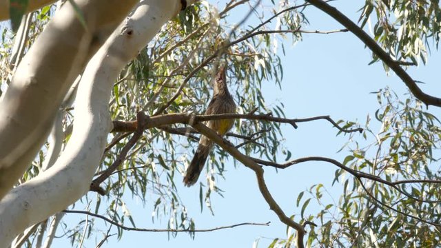 Native Australian Wattlebird singing on a gum tree. Perched on a branch along the Barwon River Geelong.