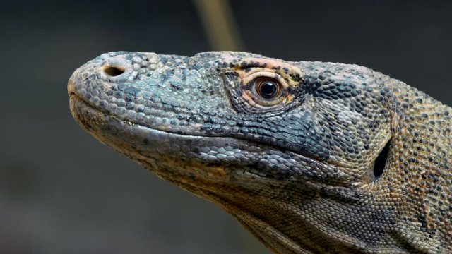 Komodo dragon (Varanus komodoensis) portrait