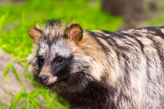 Raccoon dog or mangut