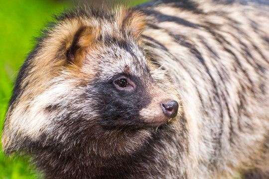 Raccoon dog or mangut