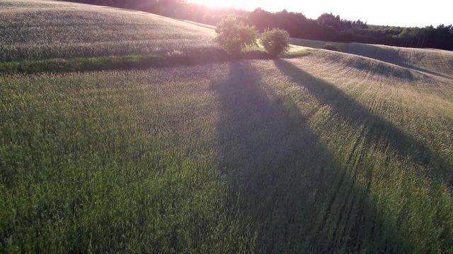 meadow, field, grain, trees, green, sun