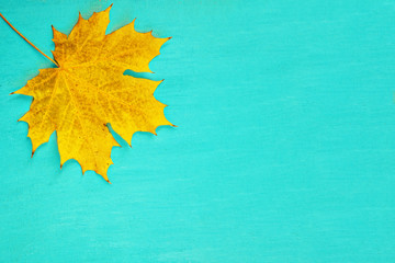 yellow leaf of a maple tree lies on a turquoise background