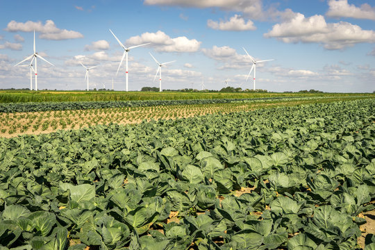 Landwirtschaftliche Sonderkulturen - Anbau von Freilandgem&uuml;se