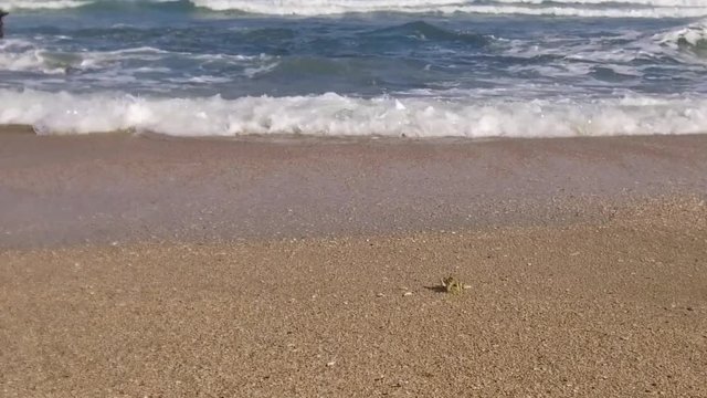 A crab walks toward the waves in slow motion.