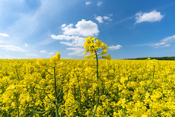 Gelb blühendes Rapsfeld mit Einzelblüten als Nahaufnahme