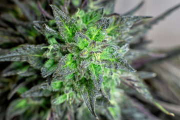 Outdoor grown macro view of Black Lotus Kush marijuana.