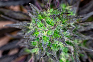 A macro view of some Indica heavy Black Lotus Kush.