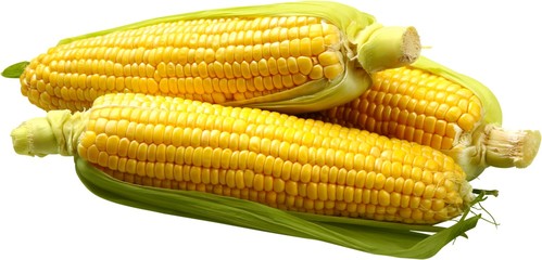 Raw corn cobs isolated on white background