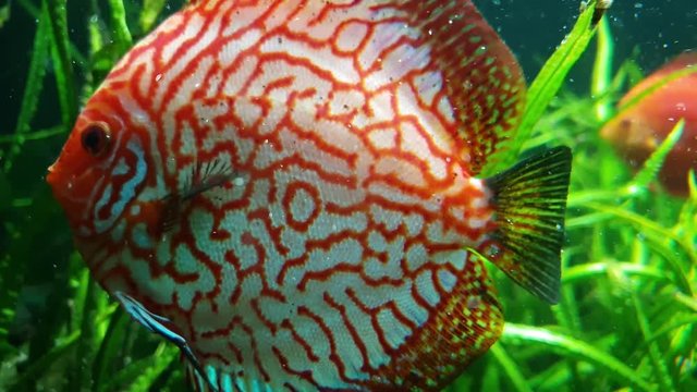 Colorful, tropical fish in a beautiful aquarium with nice green seagrass