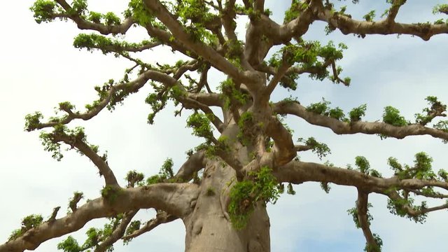 Slow Vertical pan on a big nice baobab tree in S&eacute;n&eacute;gal.
Adansonia is a genus of deciduous trees known as baobabs. They are found in arid regions of Madagascar, mainland Africa, Arabia, and Australia.