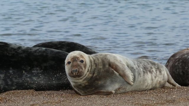 The north atlantic grey seal
