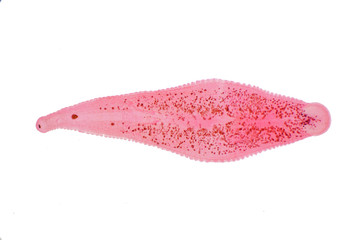 Leech of cattle and other grazing animals