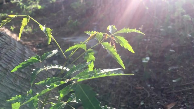 Azadirachta indica or neem tree waved their leaves in wind and sun rays falling on the tree.