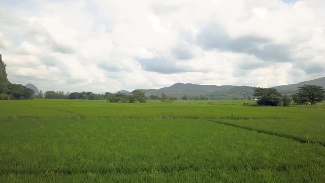 Panning around looking over beautiful green rice fields with black birds flying through the air in Chiang Rai Northern Thailand