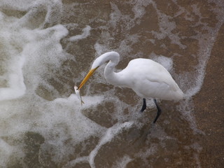 Great white Egret Catches Fish